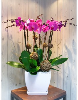 OR503 - 8菖粉紅色蝴蝶蘭及陶瓷花盆
